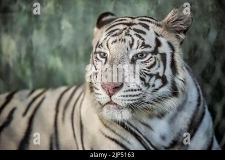 A closeup shot of a bleached tiger Stock Photo