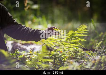 A man's hand touches a fern in the forest. Caring for the environment. The ecology the concept of saving the world and love nature by human Stock Photo