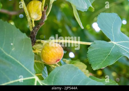 Fig fruit grows on a tree branch of a green leafy fig tree. Stock Photo