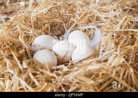 Chicken eggs in a straw nest in a barn Stock Photo