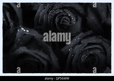 Black and white rose background, grunge abstract floral natural pattern, fresh flower with water drops, beautiful wet plant petals texture, nature det Stock Photo