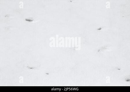 White background. The texture of the surface of the snow. Fresh Snow Background Stock Photo