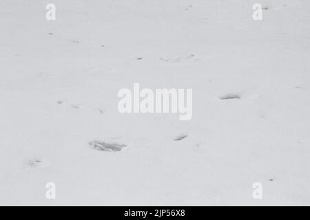 White background. The texture of the surface of the snow. Fresh Snow Background Stock Photo