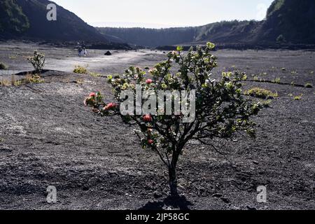 Ohia Lehua tree, Kilauea Iki crater, Hawaii Volcanoes National Park Stock Photo