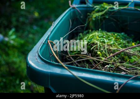 Open green organics trash can or bin, loaded with garden trimmings, grass and food scraps for compost Stock Photo