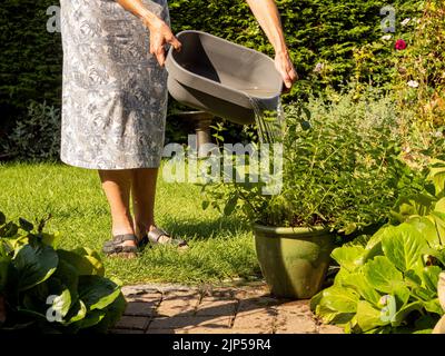 Watering container grown plant on a patio with a washing up bowl of recycled water (know as grey water) due to hosepipe ban in some areas of the UK. Stock Photo