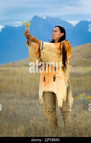 Blackfeet man in traditional beaded shirt holds up a bunch of rabbit brush on the Bitterroot Mountains, Montana Stock Photo