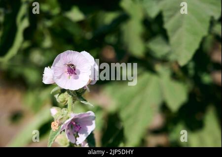 Wild flower Althaea officinalis in the garden. Stock Photo