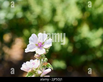 Wild flower Althaea officinalis in the garden. Stock Photo