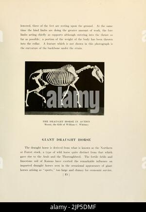 The horse, past and present, in the American Museum of Natural History and in the Zoological Park (Page 15) Stock Photo