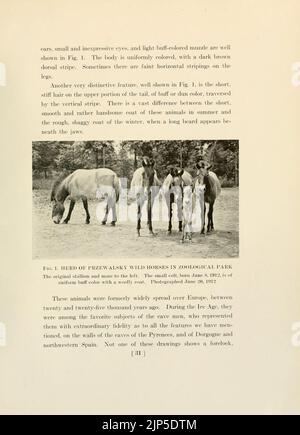 The horse, past and present, in the American Museum of Natural History and in the Zoological Park (Page 31) Stock Photo