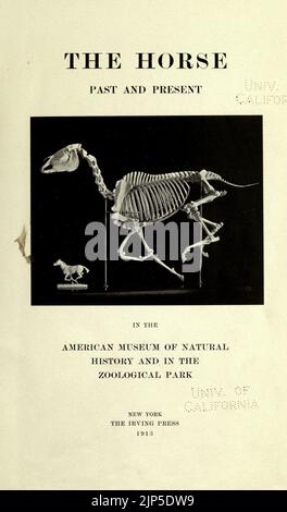 The horse, past and present, in the American Museum of Natural History and in the Zoological Park Stock Photo