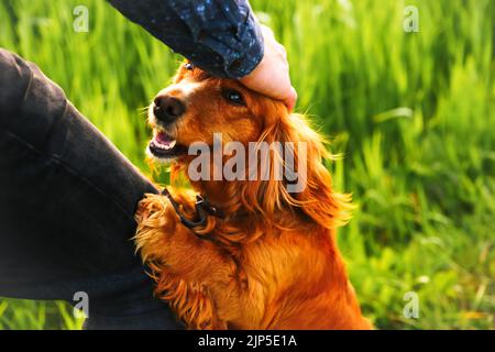 Defocus hand caressing cute homeless dog with sweet looking eyes in summer park. Person hugging adorable orange spaniel dog with funny cute emotions Stock Photo