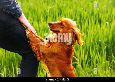 Defocus hand caressing cute homeless dog with sweet looking eyes in summer park. Person hugging adorable orange spaniel dog with funny cute emotions Stock Photo