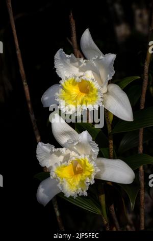 Pair of Sobralia virginalis flowers a giant sized white orchid on dark background Stock Photo