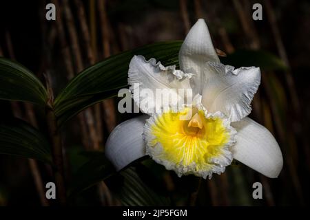 Sobralia virginalis giant sized white orchid on dark background Stock Photo