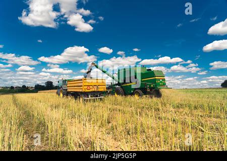 Combine harvester revolving reel harvesting wheat crops in cultivated ...