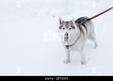 Blue-eyed husky on a leash stands in the snow Stock Photo