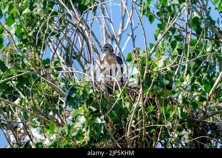 A young Red-Tailed Hawk standing in its nest, with new golden chest feathers coming in, replacing its baby downy fur. Stock Photo