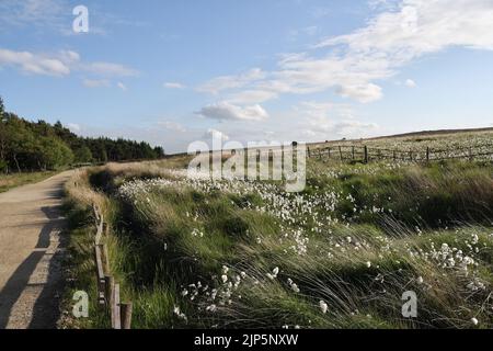 Cotton Grass on moorland Peak District Derbyshire, England UK Stock Photo