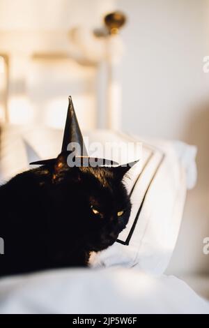 black cat wearing a tiny witch hat Stock Photo
