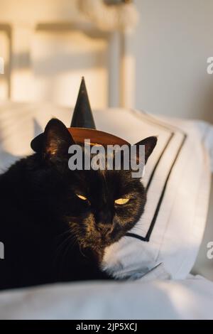 black cat wearing a tiny witch hat Stock Photo