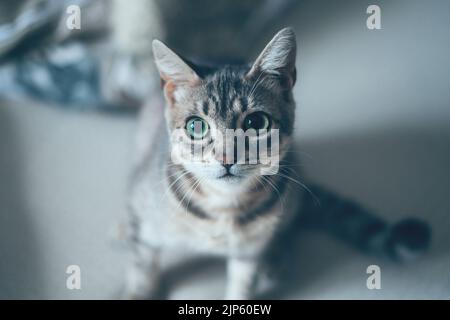 Close-up portrait of a striped gray cat with green eyes looking at camera. Closeup portrait. Sad cat. Stock Photo