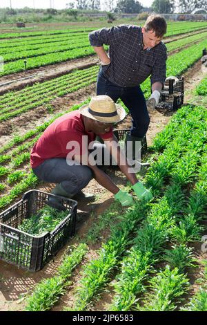 Conflict of a farmer and a hired worker on the field Stock Photo