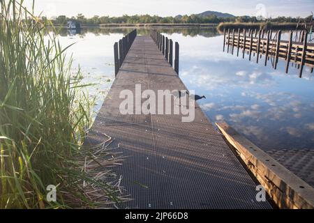 A pair of purple swamphens (Porphyrio porphyrio) on the jetty at Lily Creek Lagoon, Kununurra, Western Australia. Stock Photo