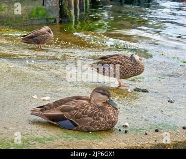 Female Mallard ducks, Anas platyrhynchos, resting on a boat ramp in Sydney Nova Scotia. Stock Photo
