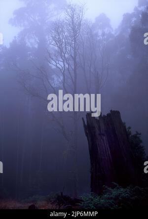 Old burnt tree stump in morning mist, Victoria, East Australia Stock Photo