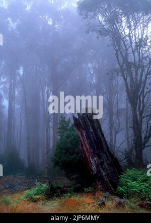 Old burnt tree stump in morning mist, Victoria, East Australia Stock Photo