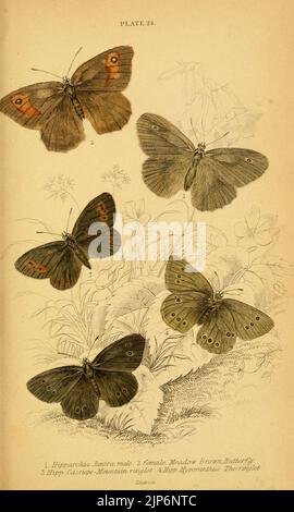 The natural history of British butterflies (Plate 24) (6076680925) Stock Photo