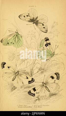 The natural history of British butterflies (Plate 9) (6077214928) Stock Photo