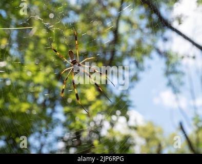 Close up of a sunlit Golden Silk Spider or Golden Silk Orb-Weaver in the center of its web with trees in the background. Stock Photo