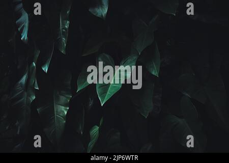 Tropical leaves, green leaf texture abstract, nature background. Stock Photo