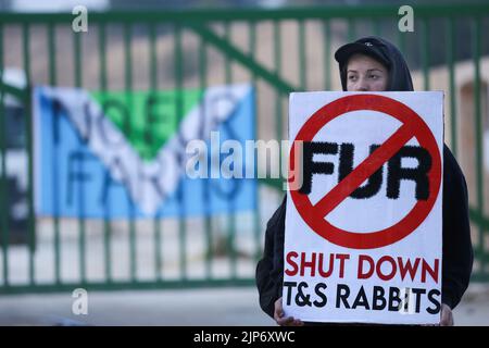Ancaster, UK. 15th Aug, 2022. An animal rights activist holds an anti-fur farming placard during the demonstration. Animal rights activists are putting severe pressure on Phil Kerry to close T&S Rabbits in East Bridgford. They argue he is treating rabbits very badly on his farm, neglecting them and using them for fur and meat. They demand T&S Rabbits closes and all the rabbits are freed. (Photo by Martin Pope/SOPA Images/Sipa USA) Credit: Sipa USA/Alamy Live News Stock Photo