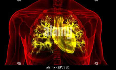 Human Circulatory System Heart Anatomy Stock Photo