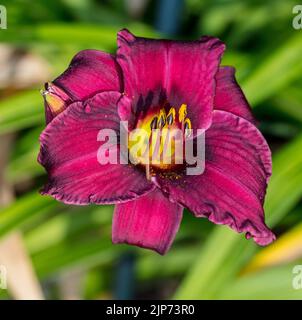 'Purple Rain' Daylily, Daglilja (Hemerocallis) Stock Photo