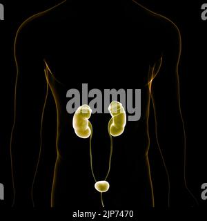 Human Urinary System Kidneys with Bladder Anatomy Stock Photo