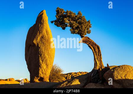 Balanced rock and juniper, Joshua Tree National Park, California USA Stock Photo