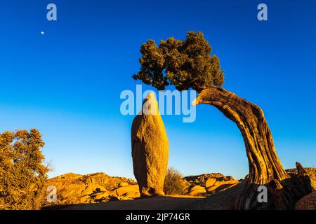 Balanced rock and juniper, Joshua Tree National Park, California USA Stock Photo