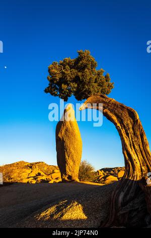 Balanced rock and juniper, Joshua Tree National Park, California USA Stock Photo