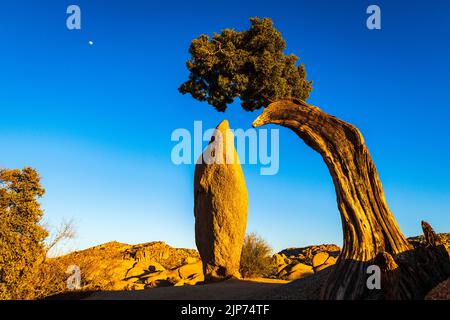 Balanced rock and juniper, Joshua Tree National Park, California USA Stock Photo