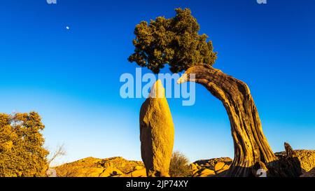 Balanced rock and juniper, Joshua Tree National Park, California USA Stock Photo