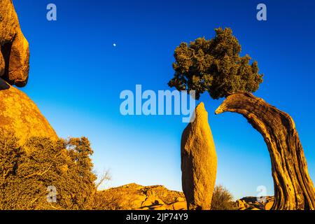 Balanced rock and juniper, Joshua Tree National Park, California USA Stock Photo