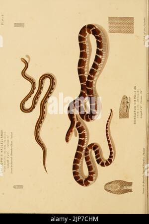 The poisonous snakes of India (Plate 1 Stock Photo - Alamy