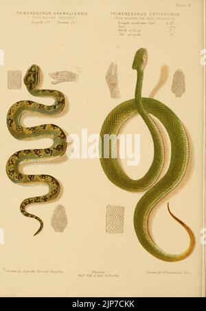 The poisonous snakes of India (Plate 1 Stock Photo - Alamy