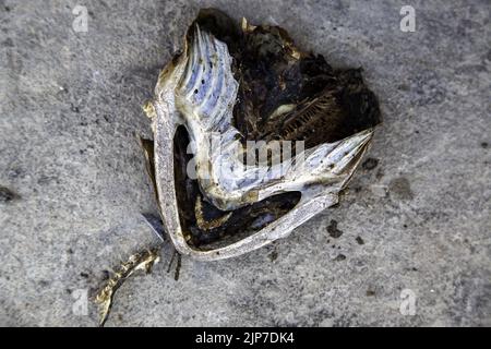 Detail of seized and rotten fish, garbage Stock Photo