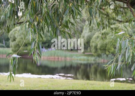 A sprawling tree near a pond in a park. A tree grows on the shore. Park along the lake. leaning tree Stock Photo